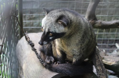 A Kopi luwak kávét a cibetmacska ürülékéből nyerik ki