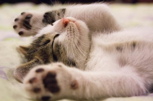 A macskák nyári hőstressze – hogyan segíthetünk nekik?