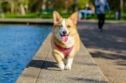 Ezt érdemes tudni a kutyák vízparti biztonságáról